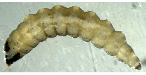 Orchestes pilosus larva,  dorsal
